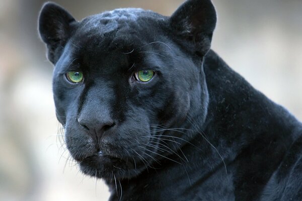 The muzzle of a black panther with bright green eyes