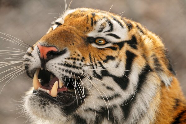 Tiger grin close-up