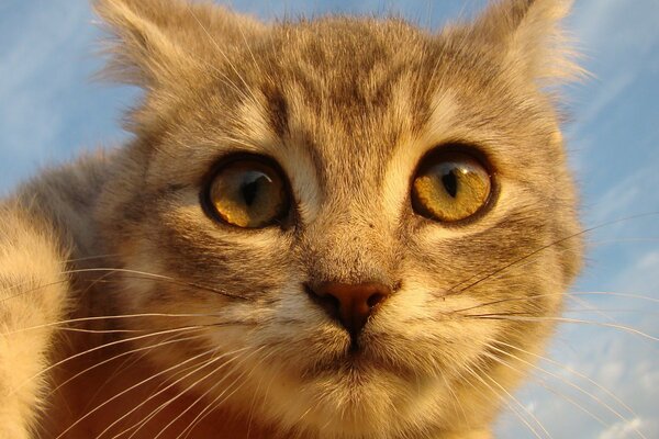 The ginger cat looks into the distance