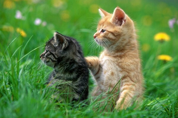 Chaton roux et gris jouant dans l herbe