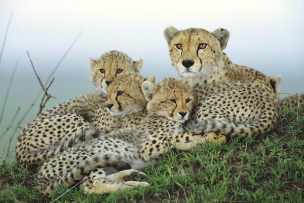 Природа самка гепарда с тремя детёнышами