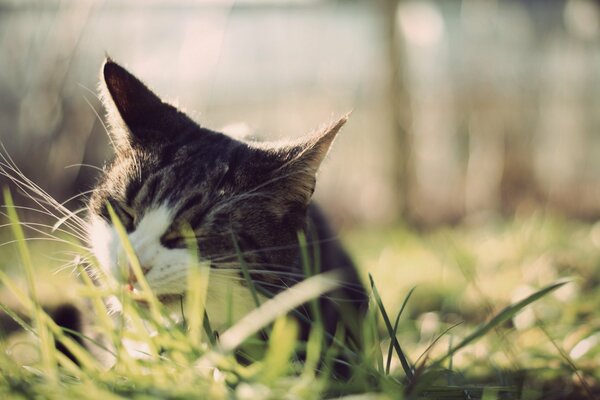 Chat mâche herbe miam miam