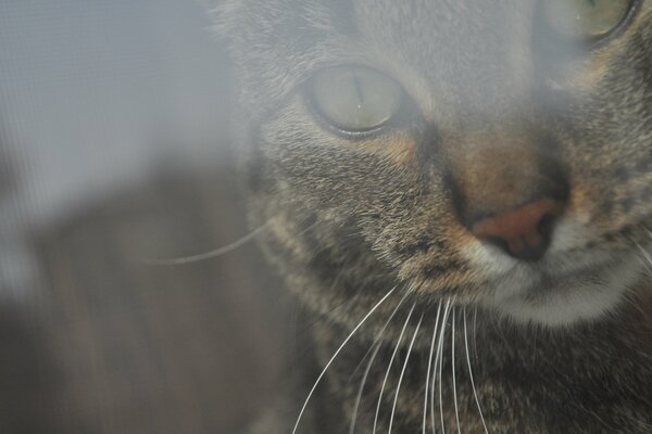 A mustachioed cat looks out the window