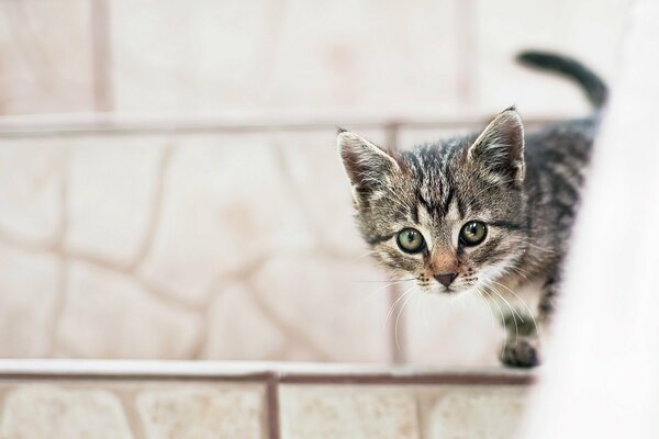 A little kitten looks out standing on the stairs