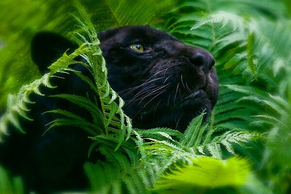 Черная пантера среди листвы на фоне природы