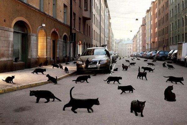 There are a huge number of black cats in the city