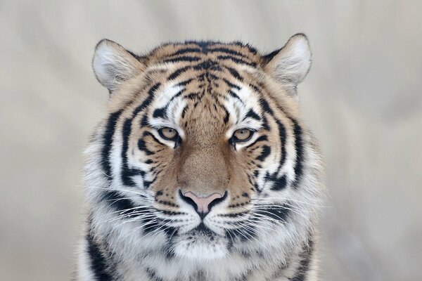 Le regard enchanteur d un chat sauvage