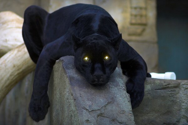 A wild panther is lying on a rock