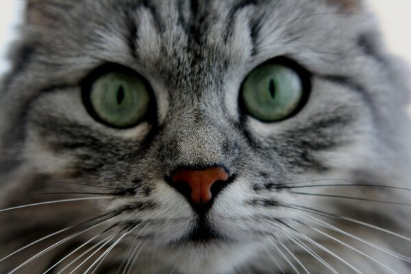 Grey cat with green eyes