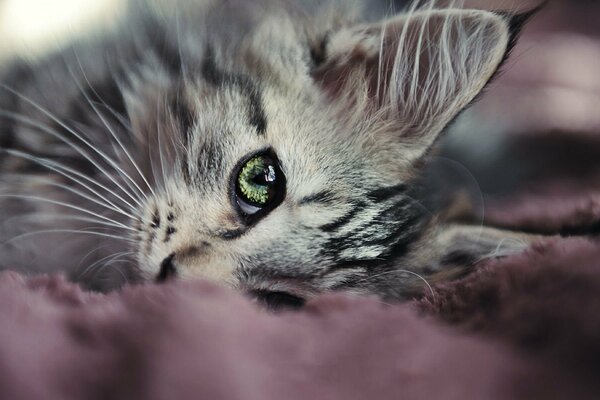 Il gatto giace con grandi occhi e lunghi baffi