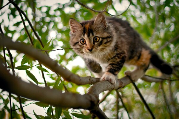 Mały kotek na gałęzi drzewa