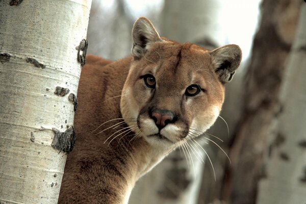 Cougar est un beau chat sauvage