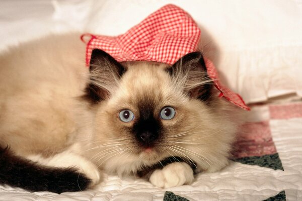 Siamese cat, blanket, plaid hat