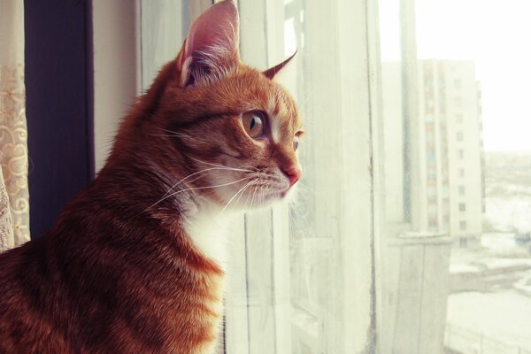 Curieux chat roux regarde par la fenêtre