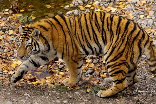 Tigre dell Amur sullo sfondo del fiume d autunno