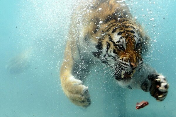 Tigre che nuota per un pezzo di carne