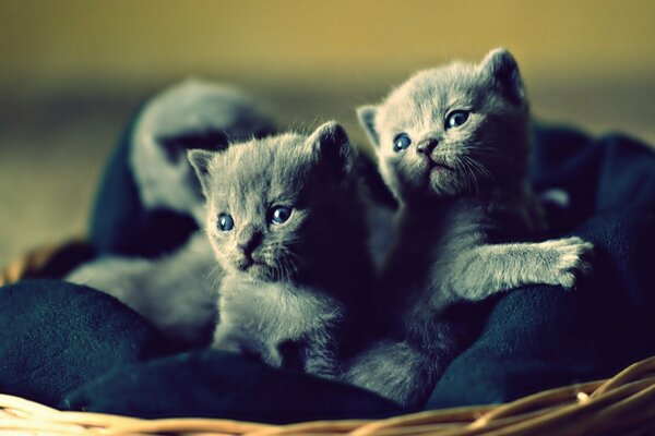 Curious kittens on a soft couch