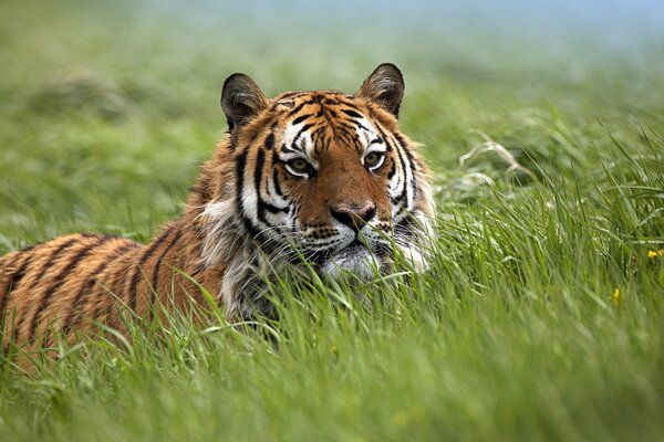 Tigre en la Naturaleza yace