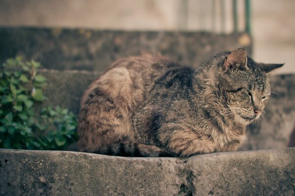 An adult grey cat is napping on the stone steps