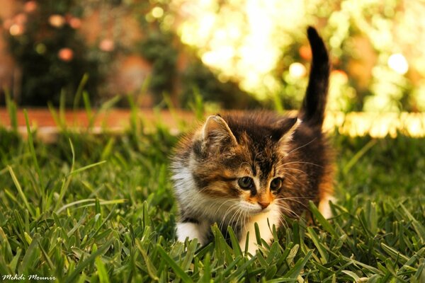 Un pequeño gatito explora el terreno