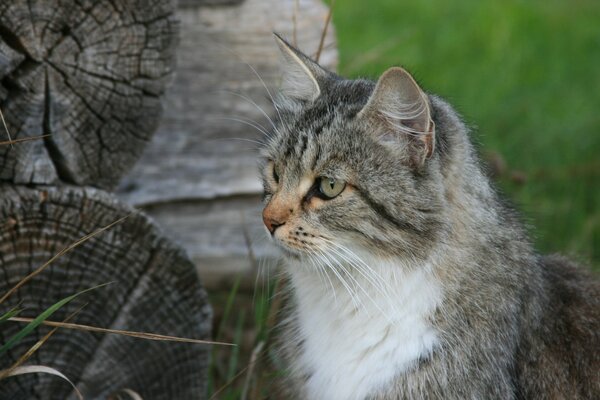 Village, été, nature, chat gris