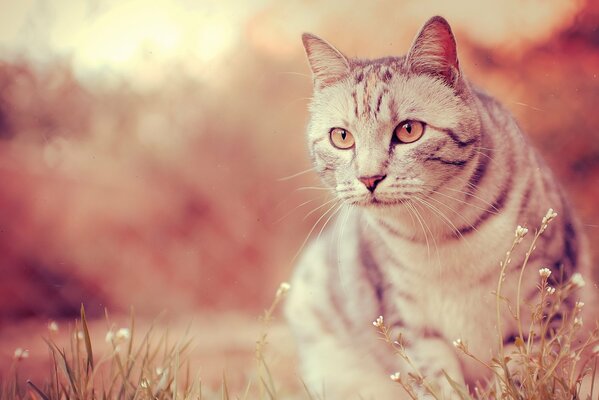 El gato gris vio algo interesante