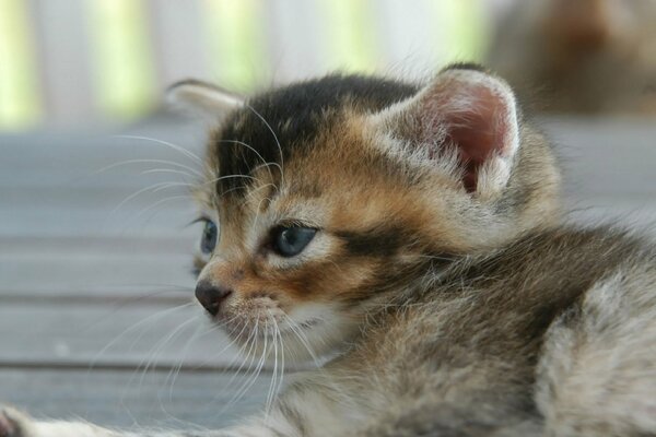 Sdraiato piccolo bel gattino