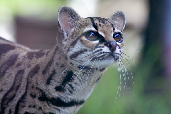 Słodki Ocelot o kasztanowych oczach