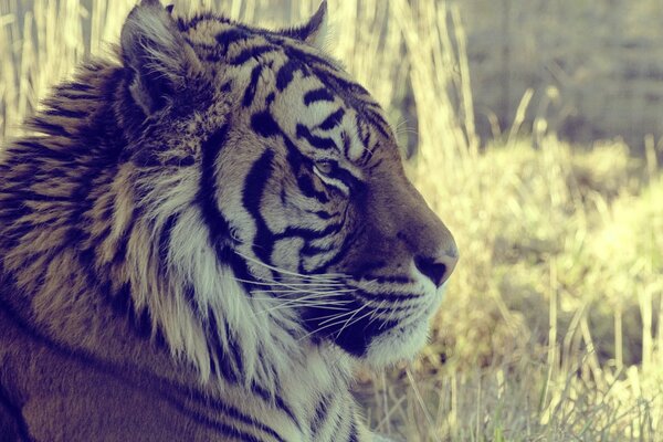 Un importante tigre fissò lo sguardo in lontananza