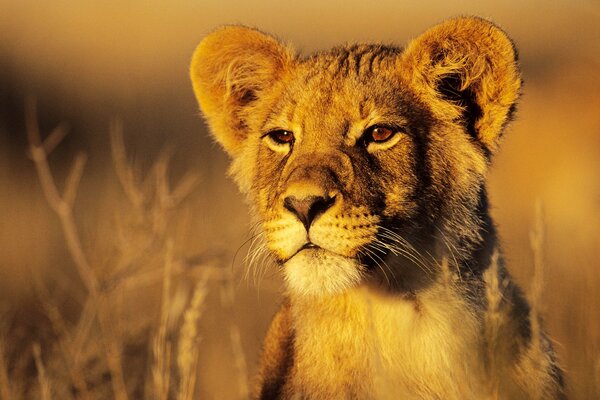 Un piccolo cucciolo di leone nella savana guarda in lontananza