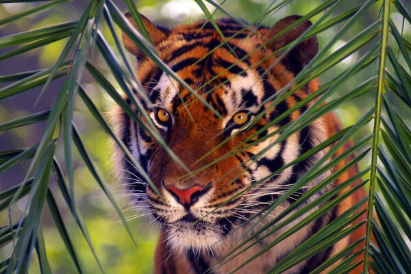 Świat zwierząt Tygrys bengalski patrzący przez gałązkę Palmową