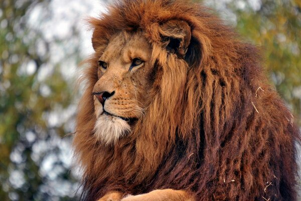 King of the Beasts: an adult lion with a thick mane