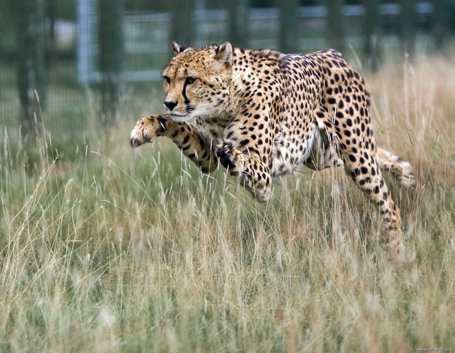 gepard skok drapieżnik