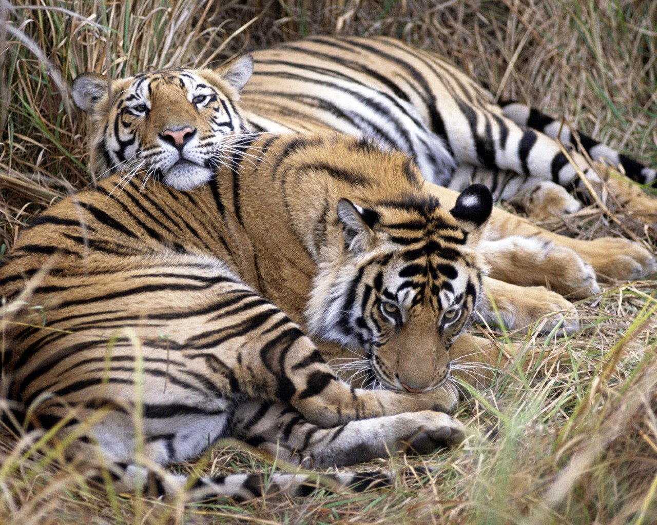 tigres recreación animales depredadores