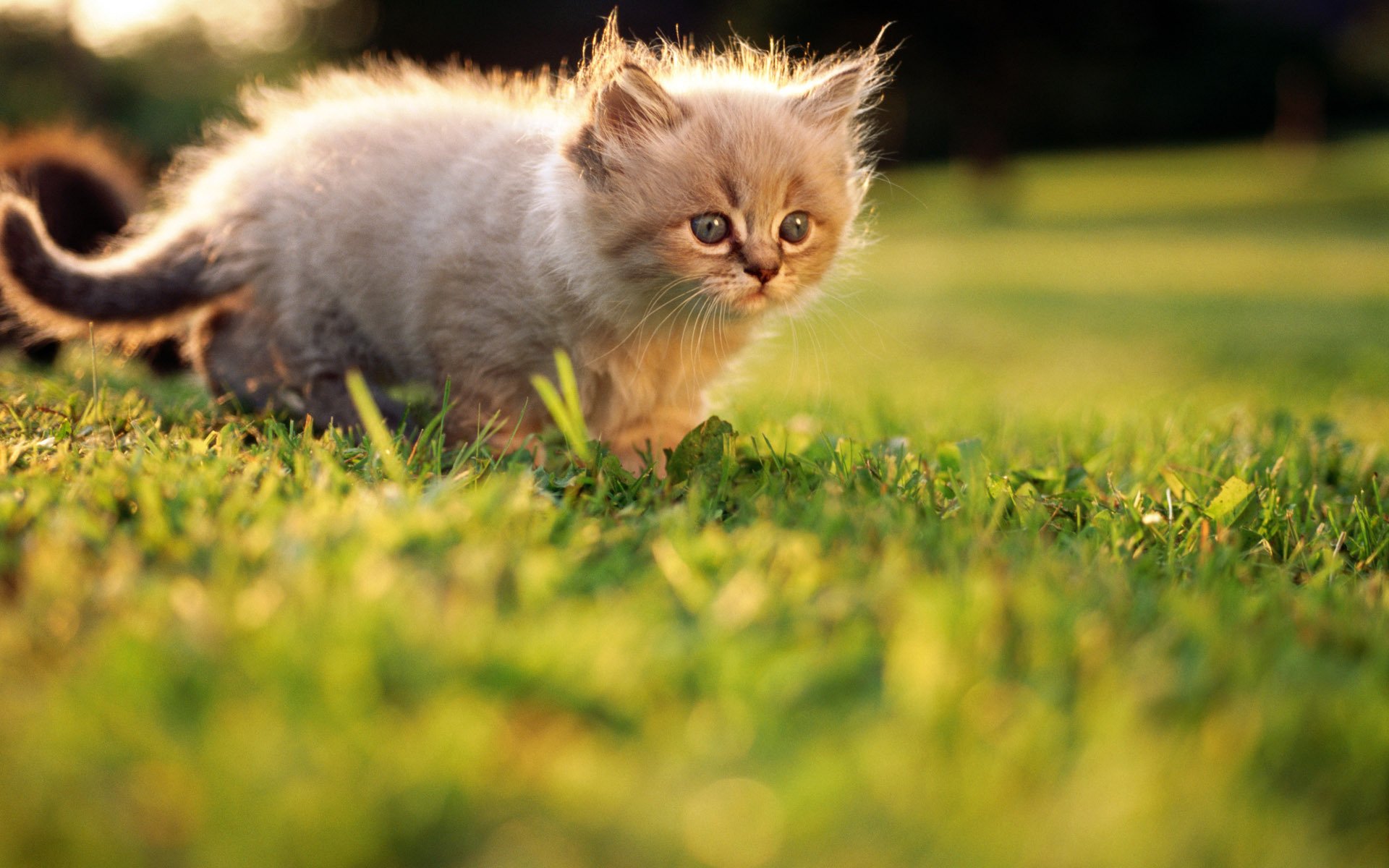 herbe chaton été