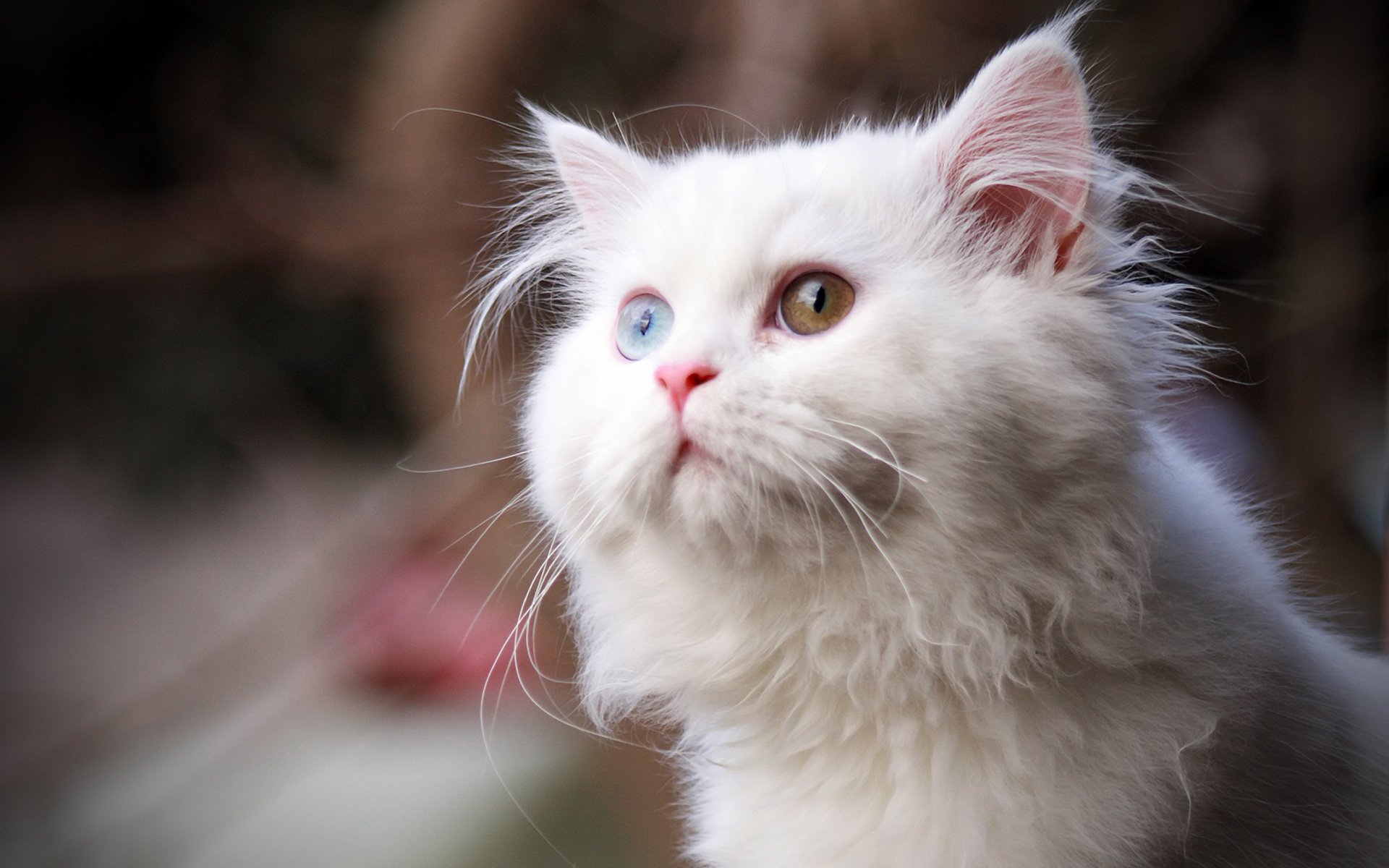 fluffy white eyes gaze cat cat