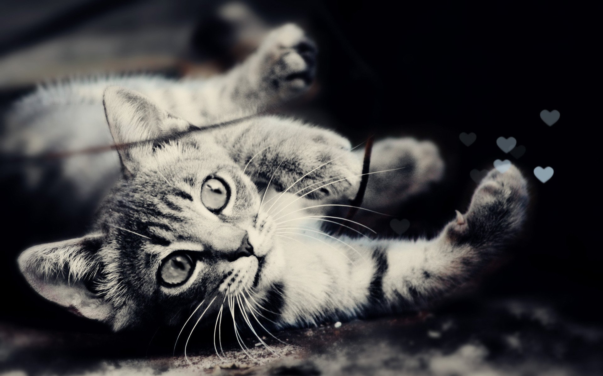 foto schwarz und weiß katze wolle augen maulkorb