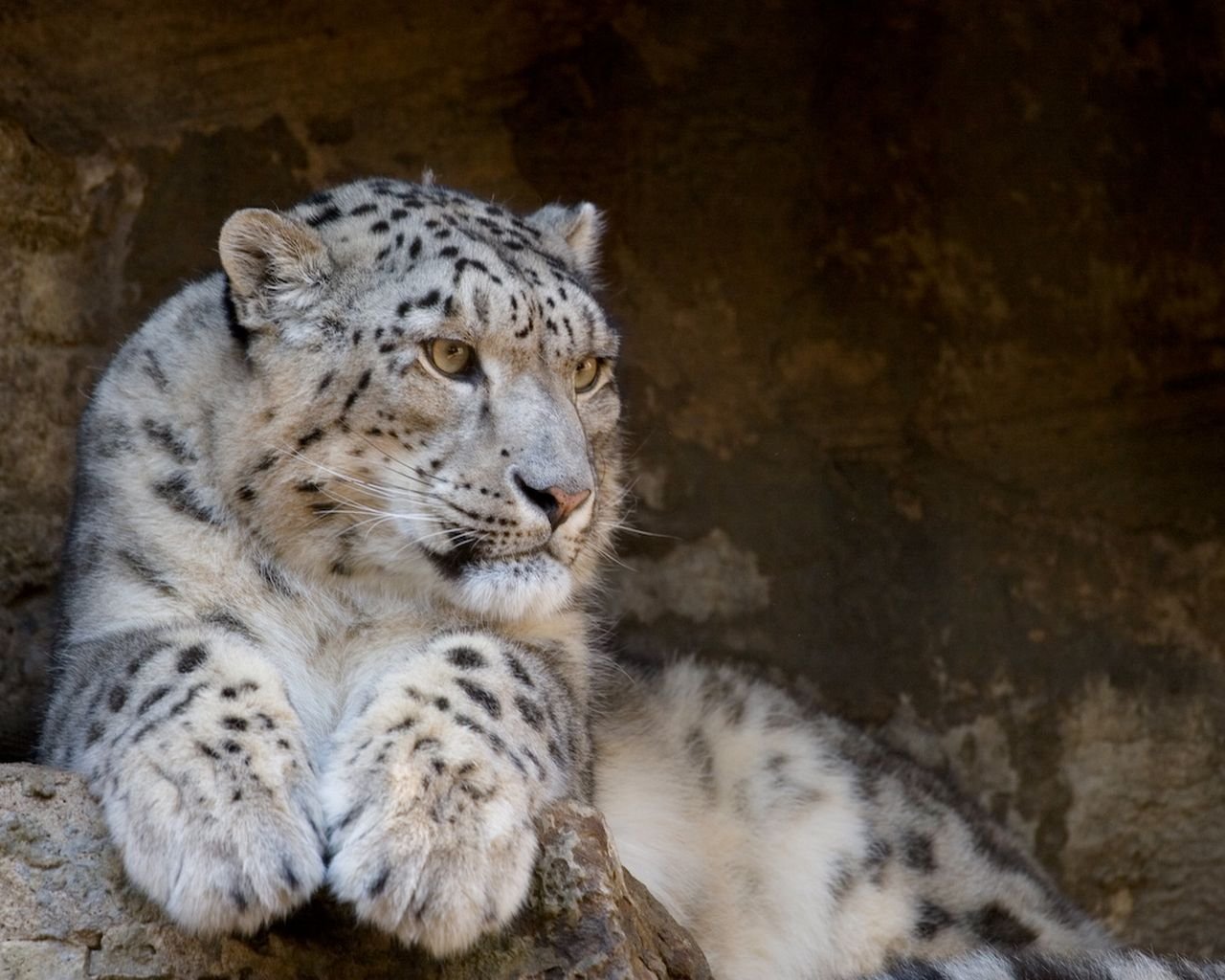 irbis leopardo delle nevi gatti selvatici predatore