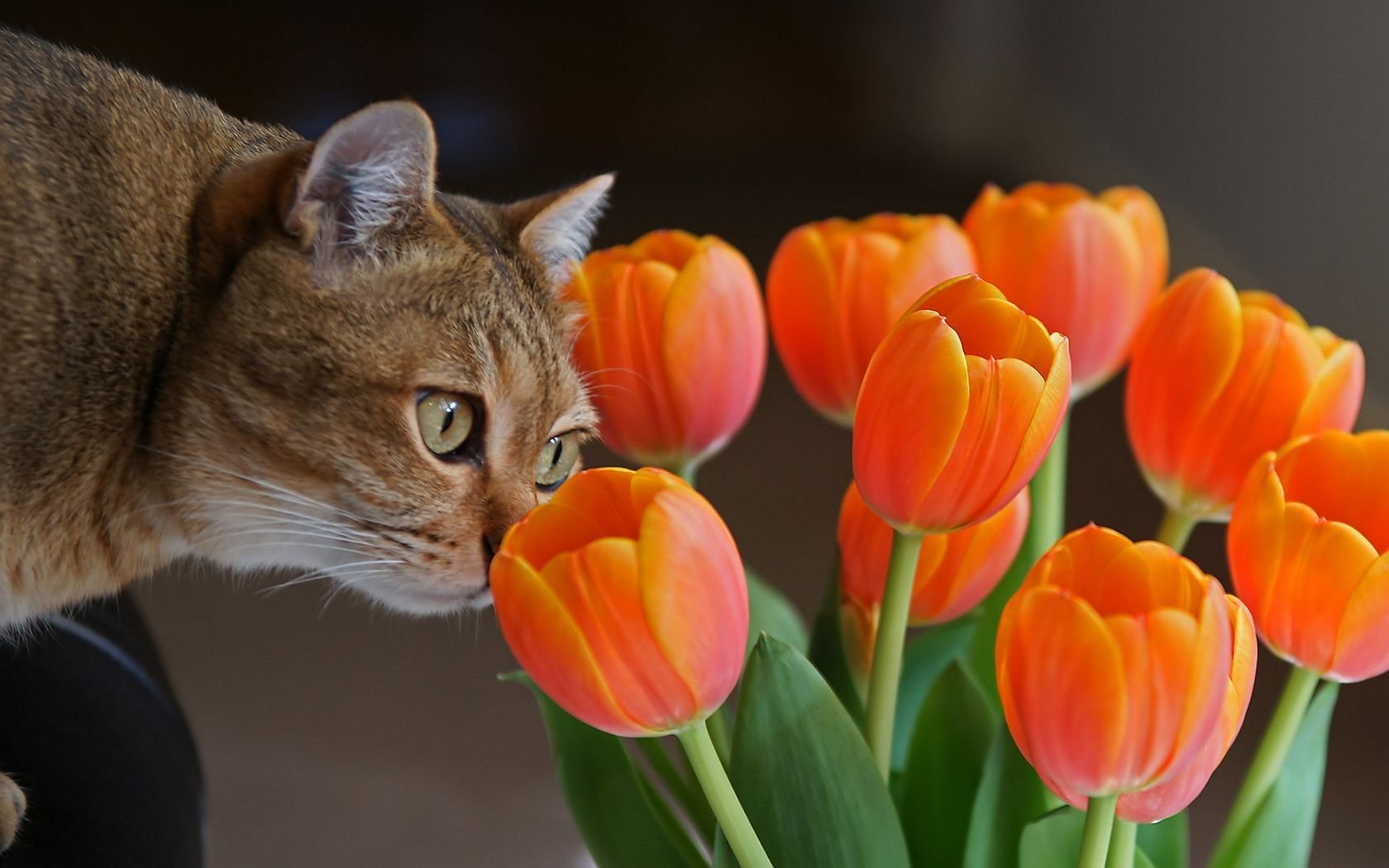 katze blumen tulpen neugier