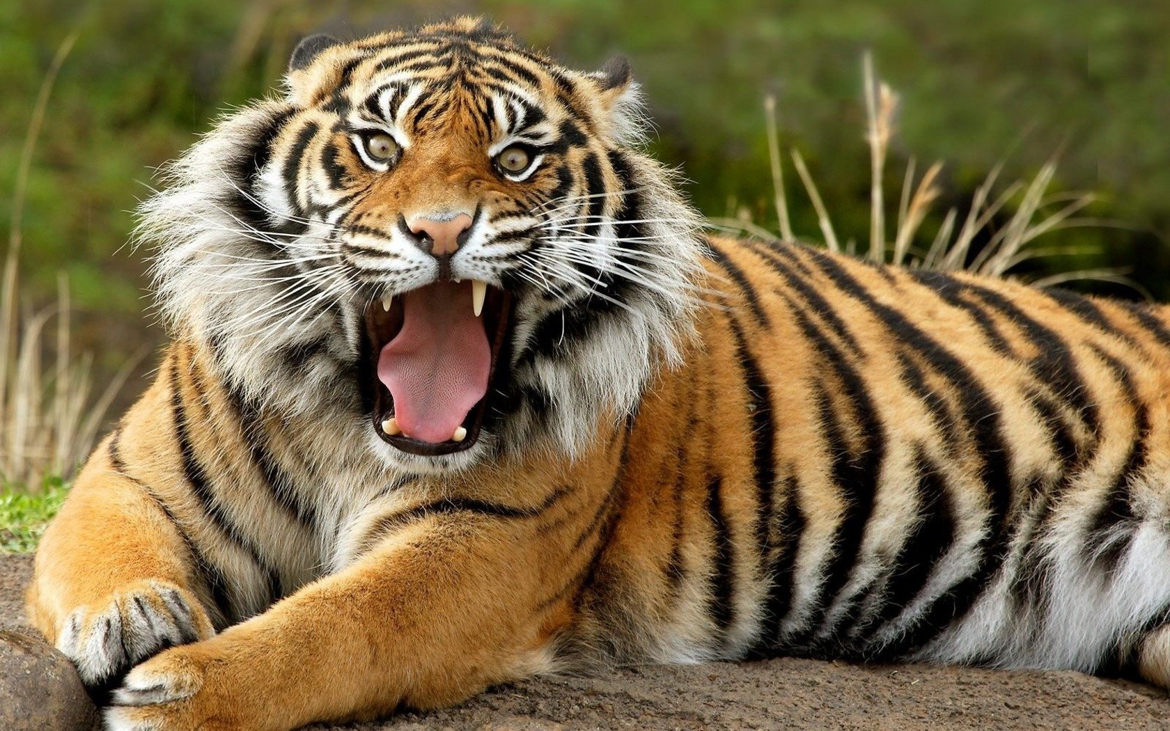 tigre eh bien les visages les animaux