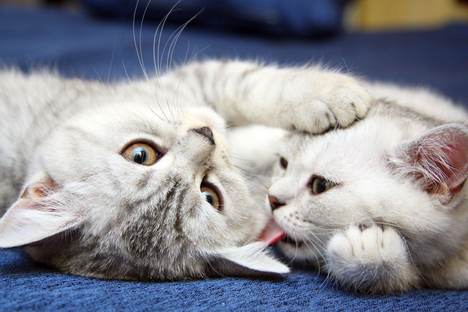 katzen kätzchen niedlich