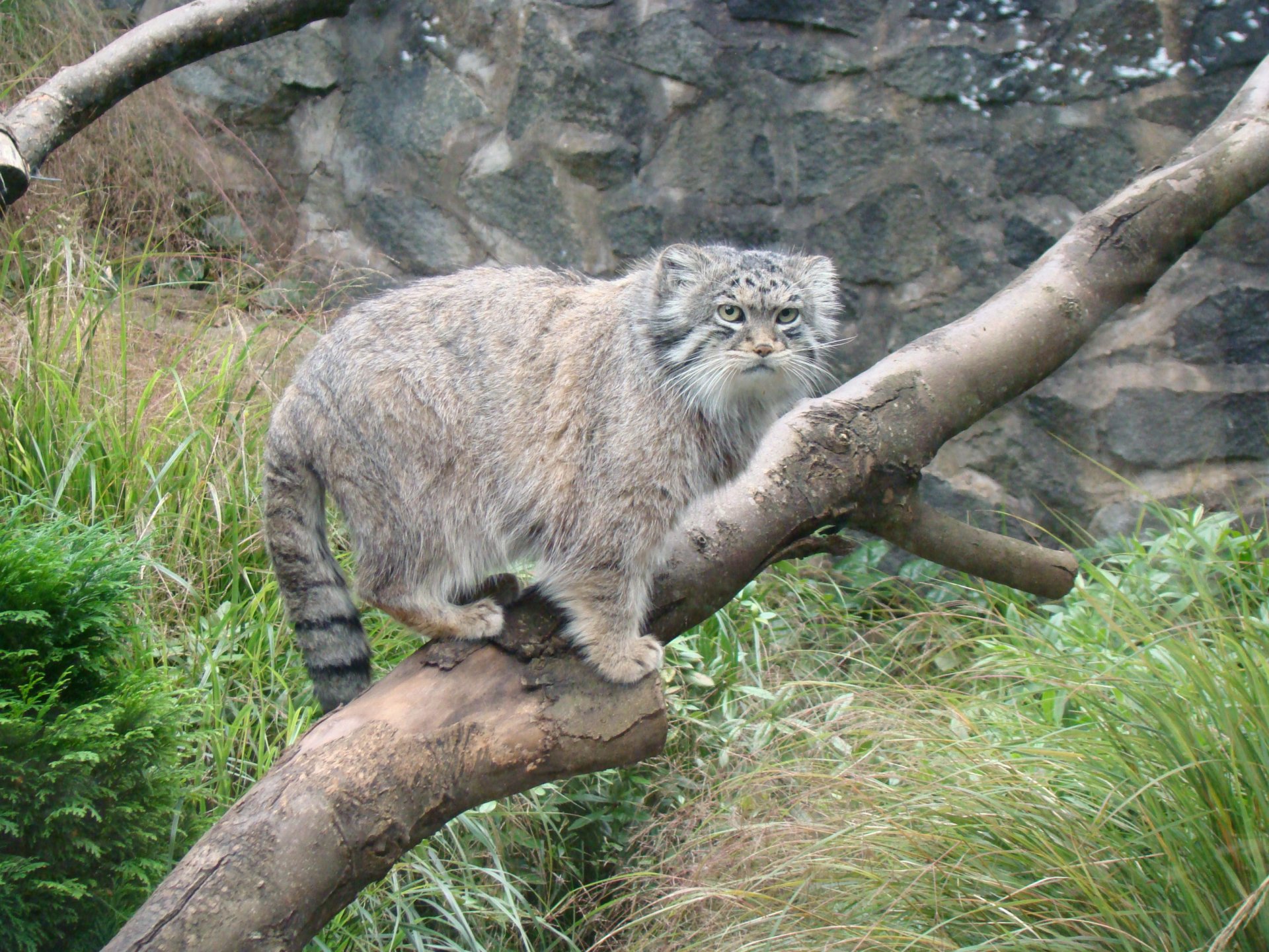 manul arbre