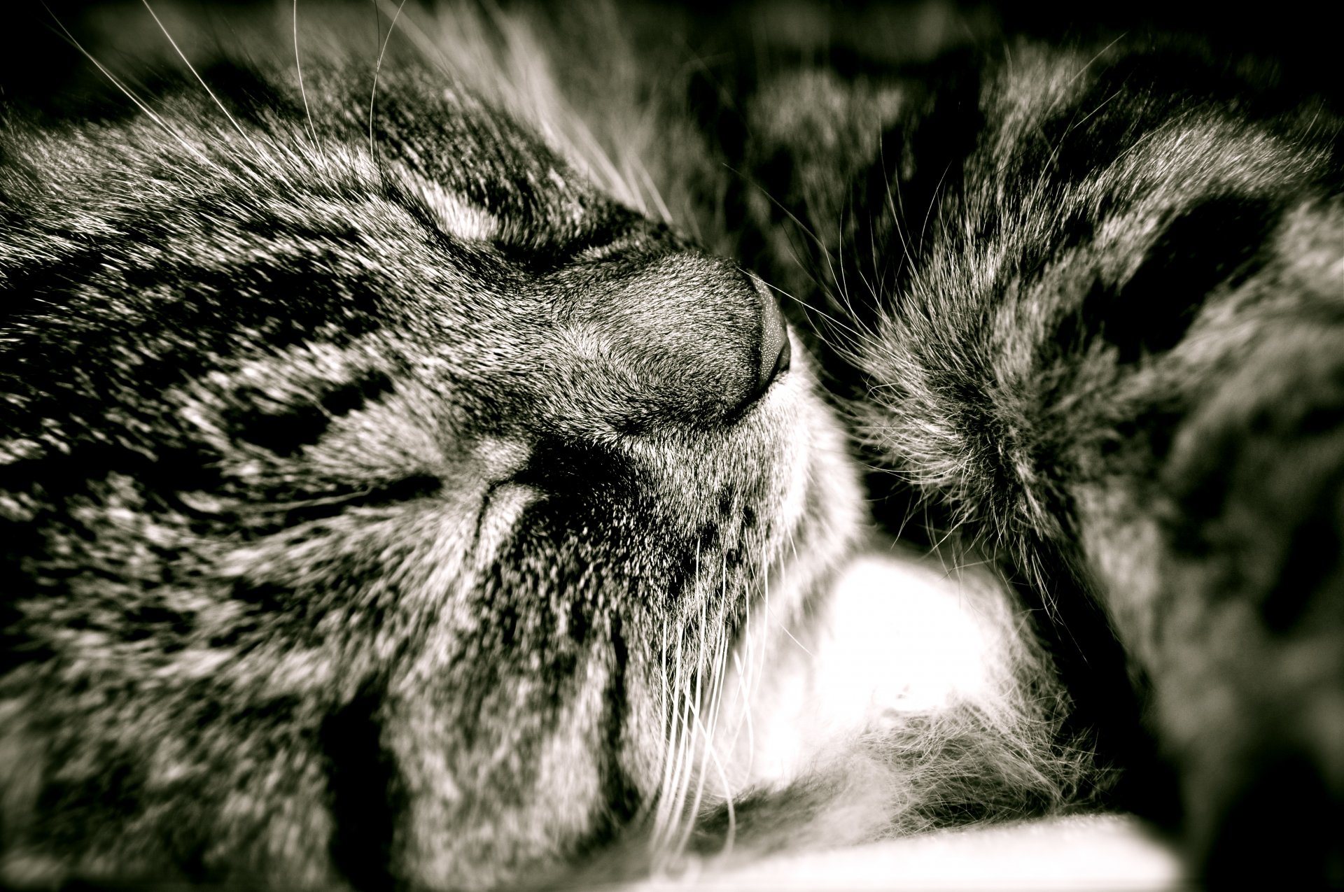 peludo gato dulce sueño