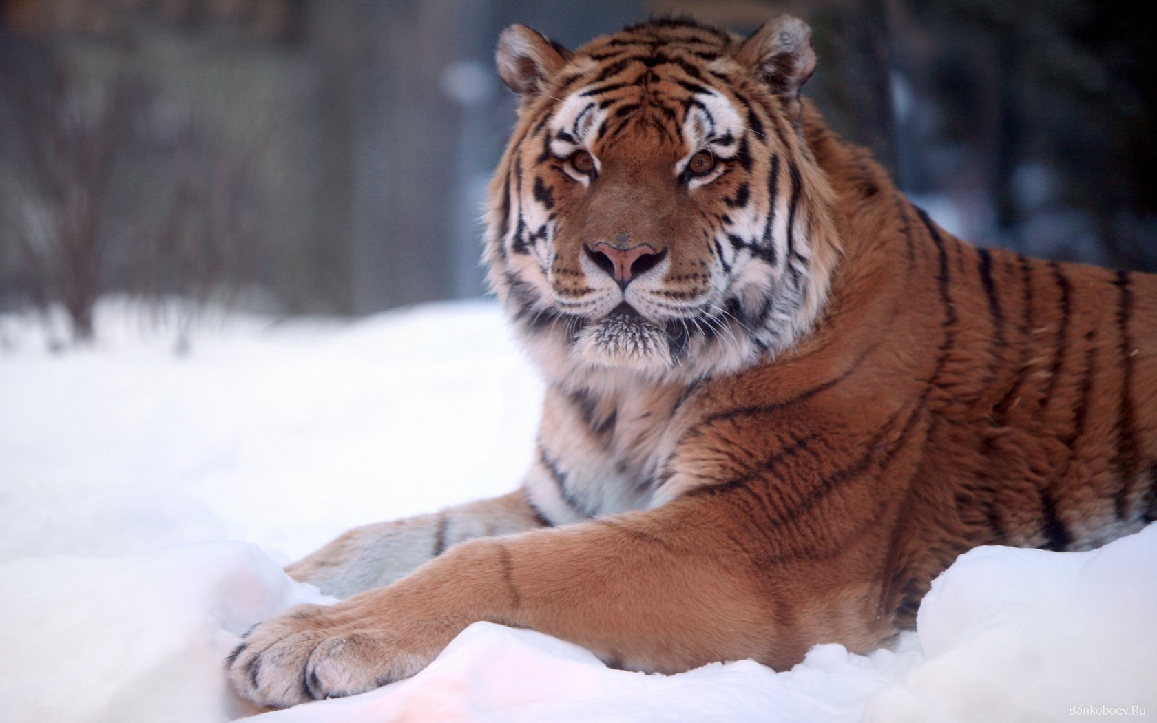 tiger snow nature winter