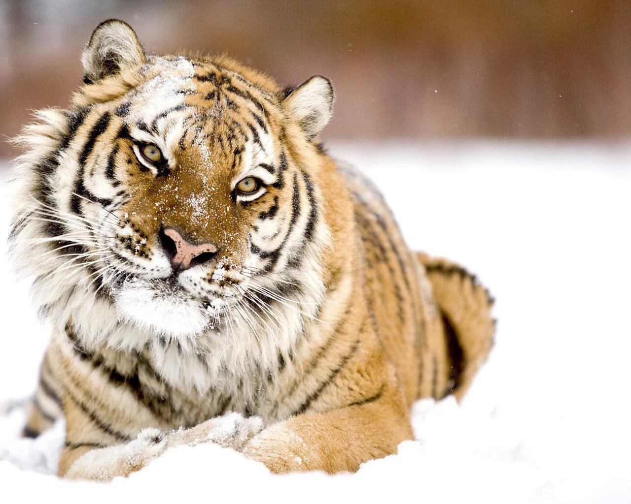 tiger blick winter schnee