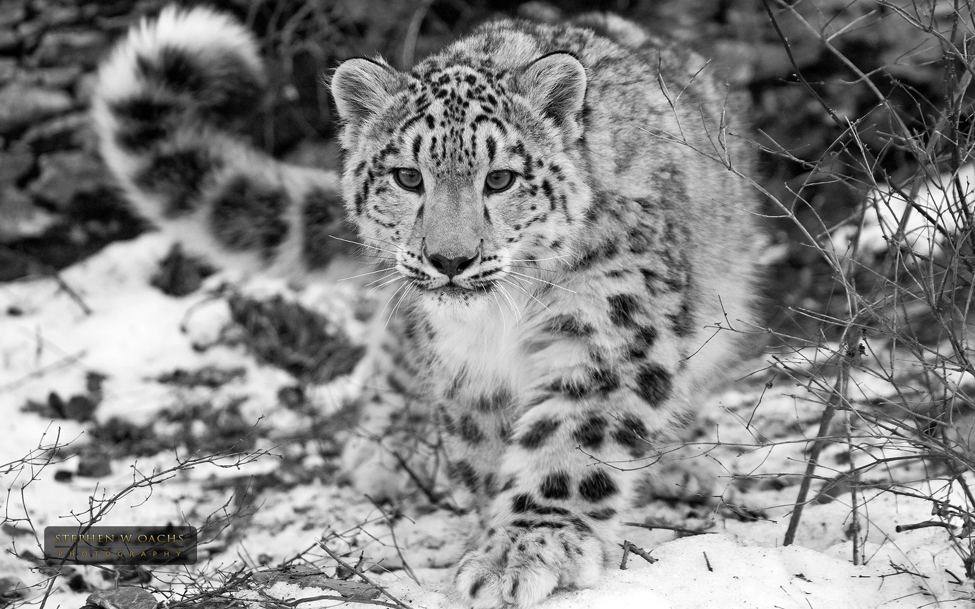 steven oachs irbis neigeux léopard noir et blanc