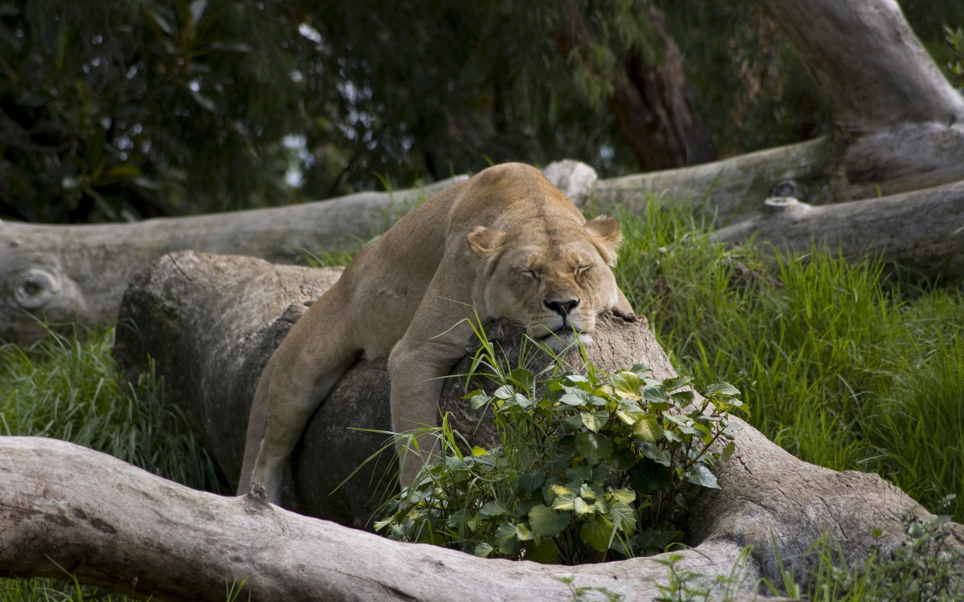 animales gatos leones sueño naturaleza coños