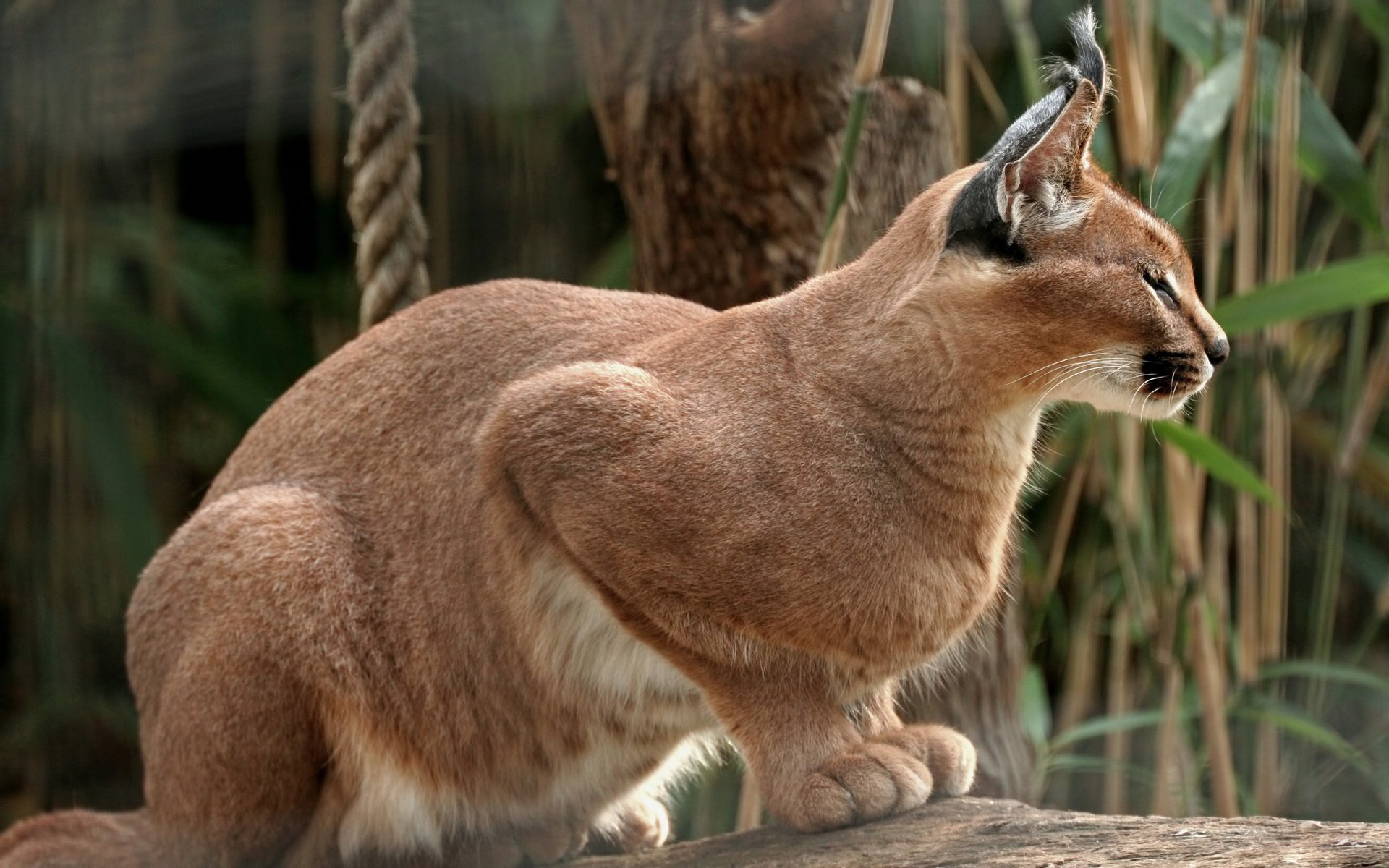 lynx pose sitting