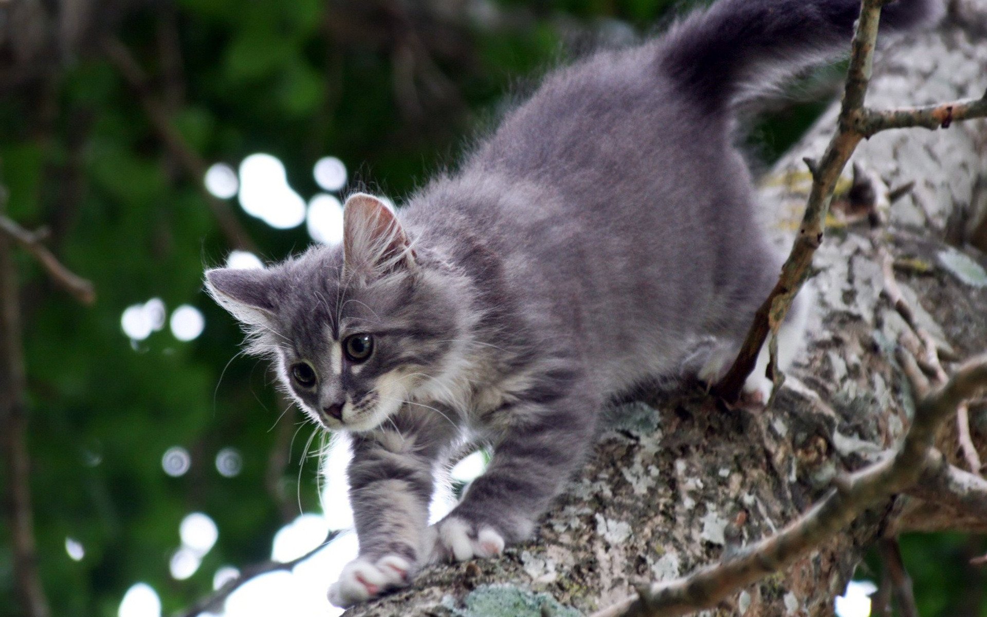 gatti grigio catica albero