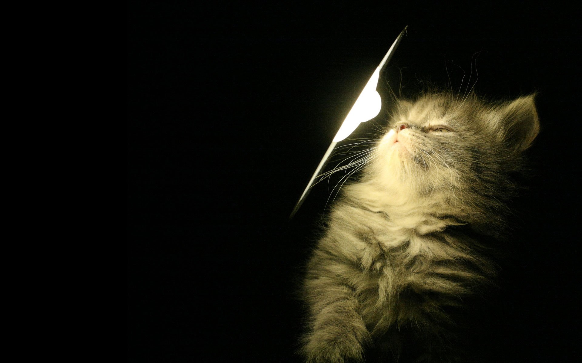 gatito lámpara luz